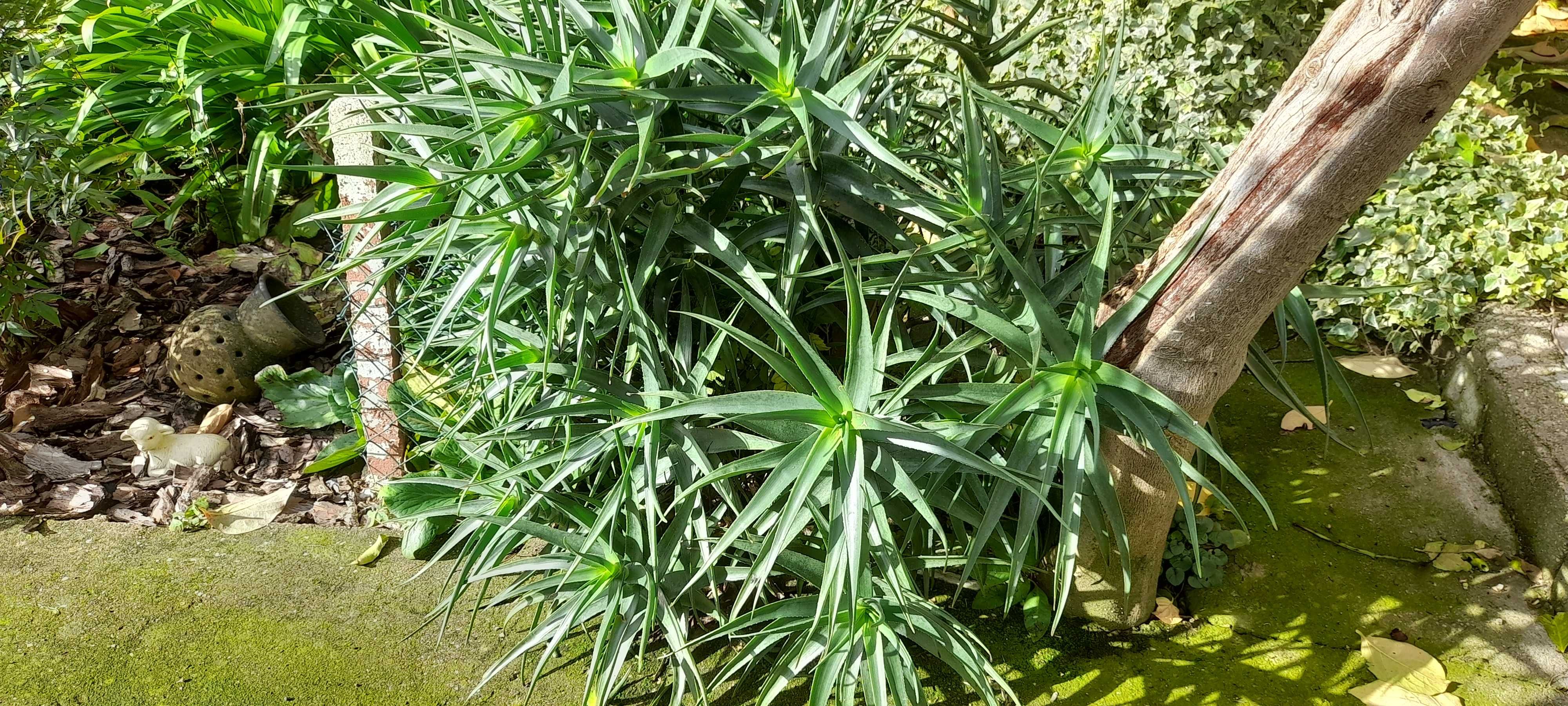 Vaso com aloe striatula haw.