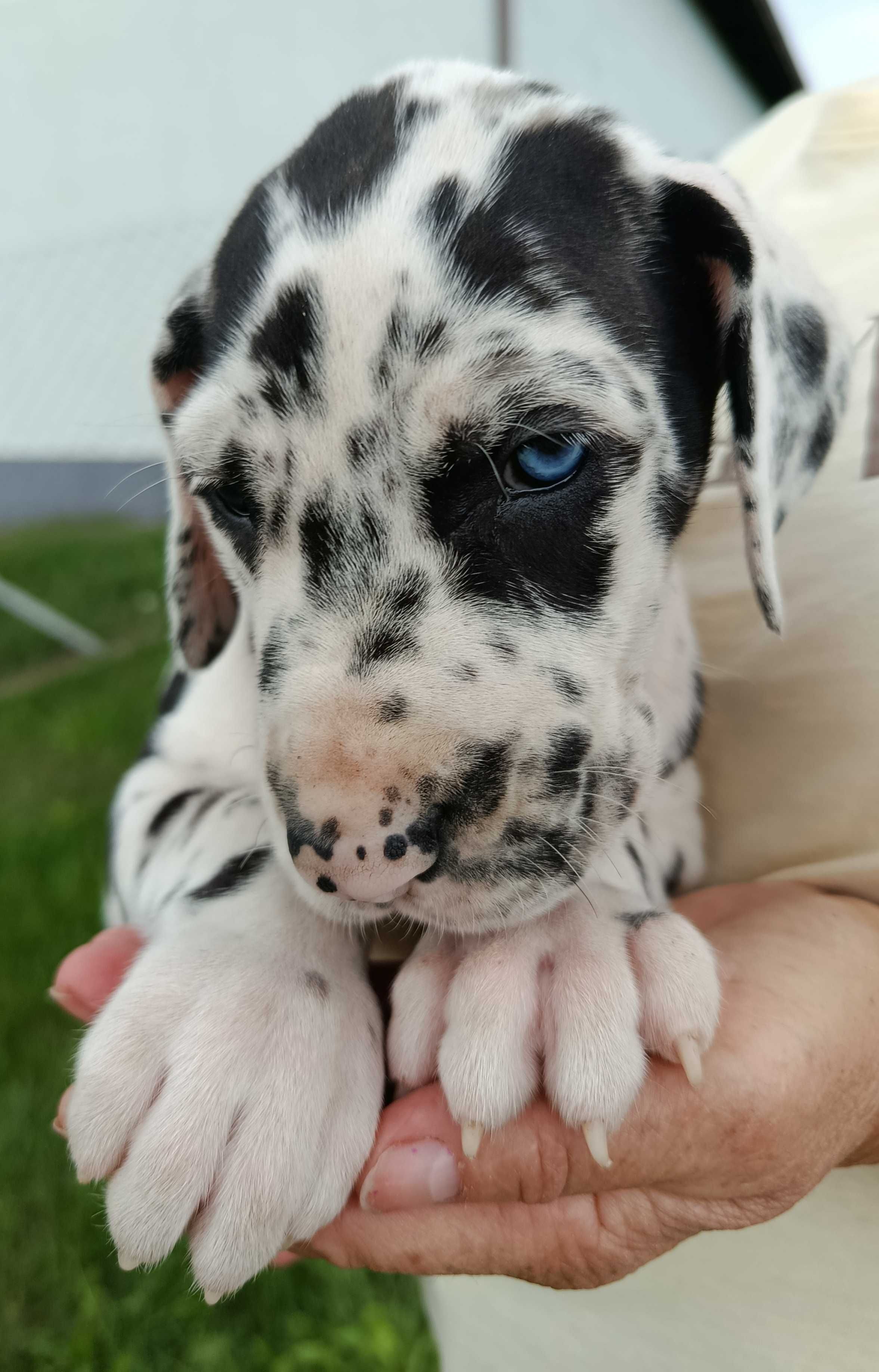 Dog niemiecki suczka