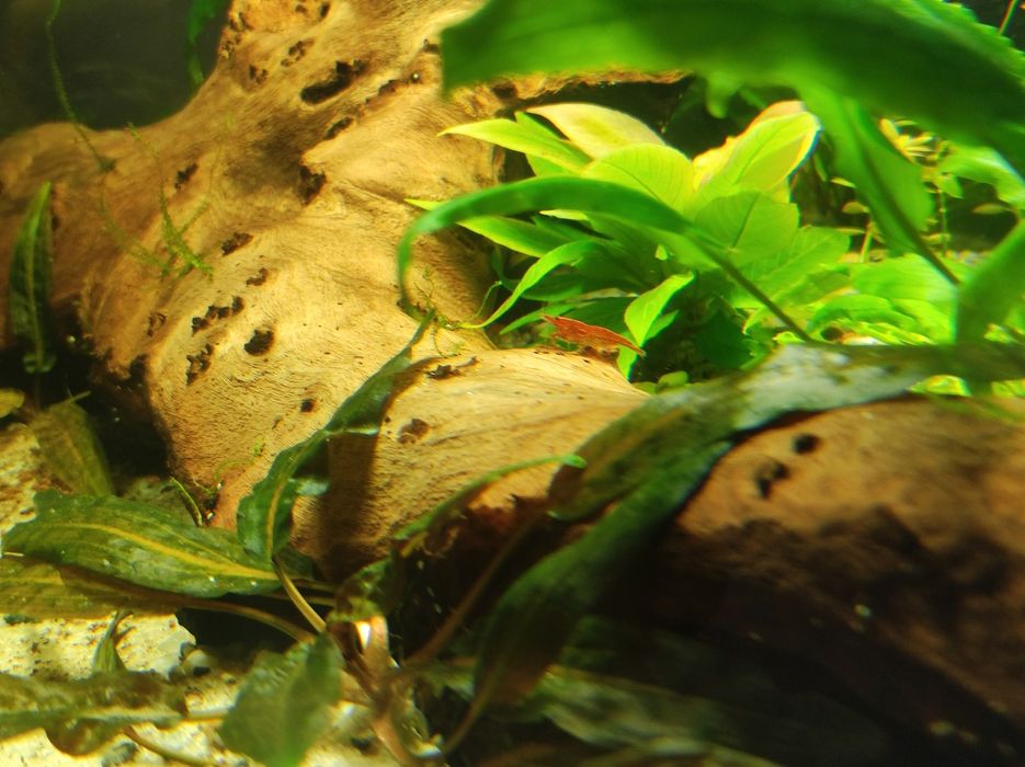 Akwarium Aquael 54l krewetkarium zestaw z życiem energooszczędne!
