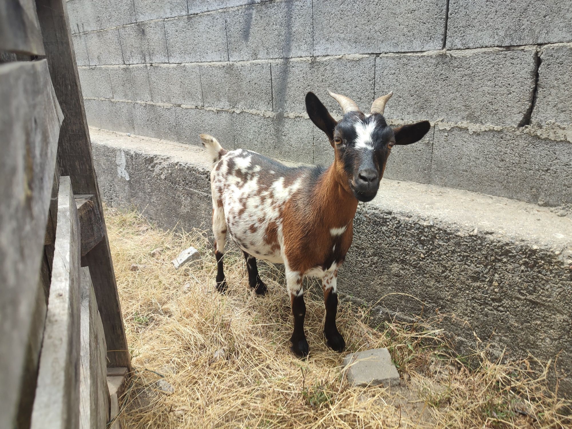 Casais Cabras Anãs