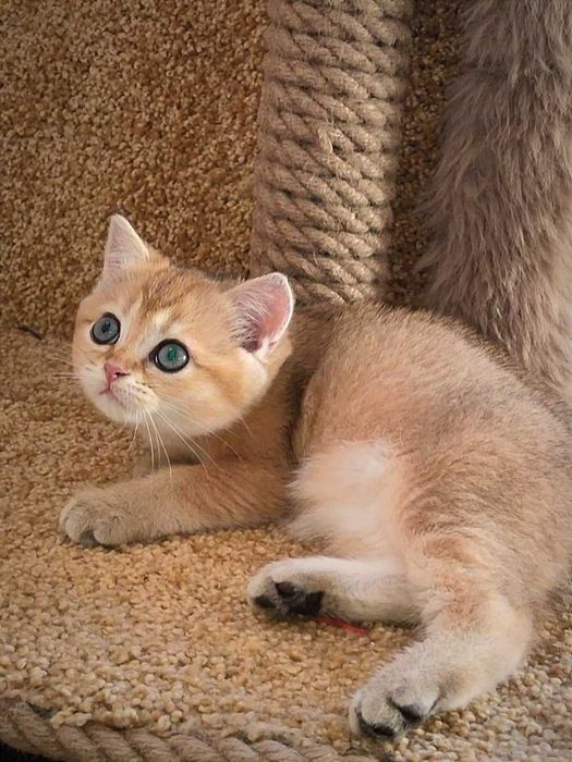 Золота шиншила. Британське кошеня