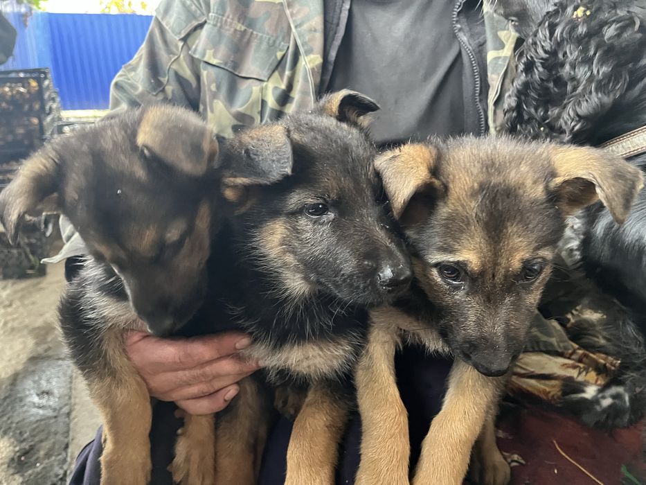 Продам цуценят німецької вівчарки!