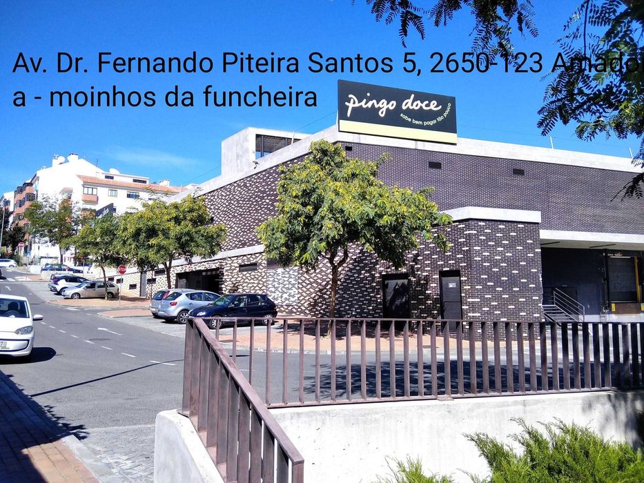 Canários liliana amarelos