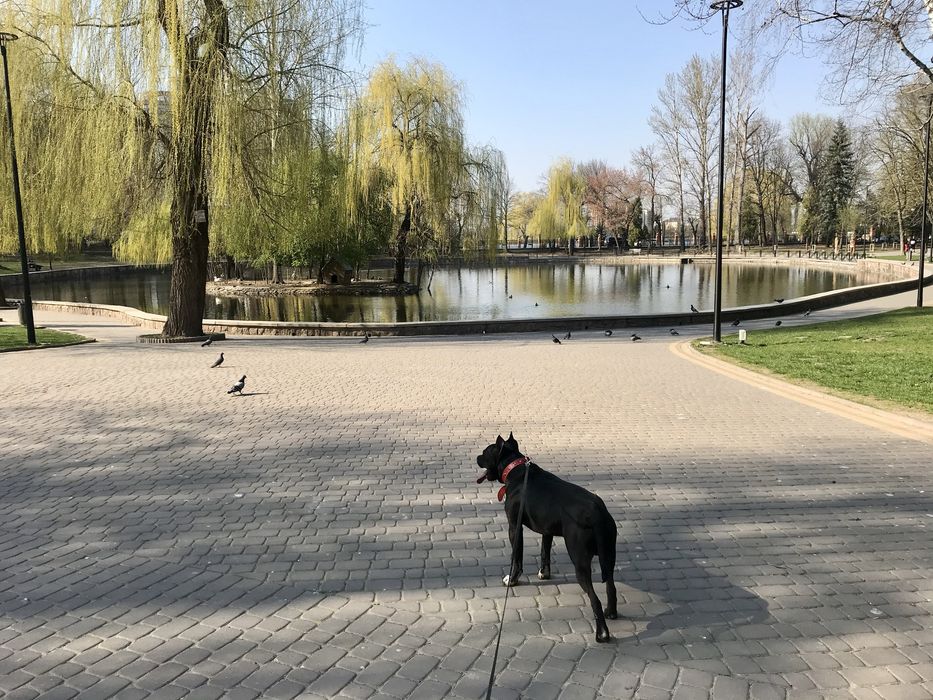 Вигул собак в Івано-Франківську, зоотаксі по Україні та за кордон