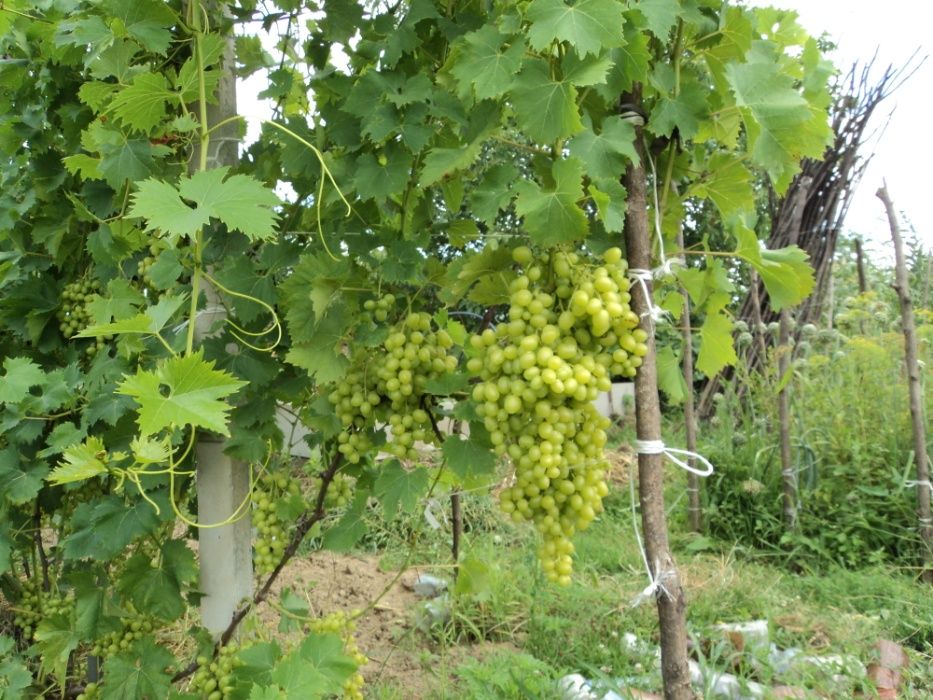 саджанці столового винограду