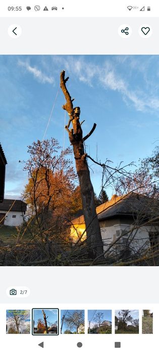 Зрізаю проблемні аварійні дерева