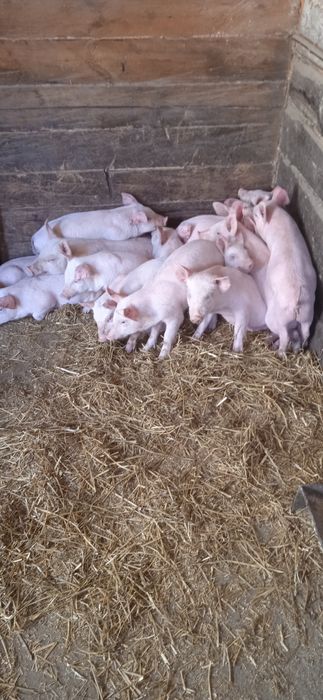 Домашні поросята велика біла +ландрас