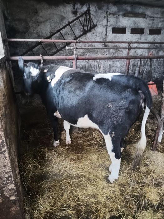 Sprzedam dwie jałówki cielne