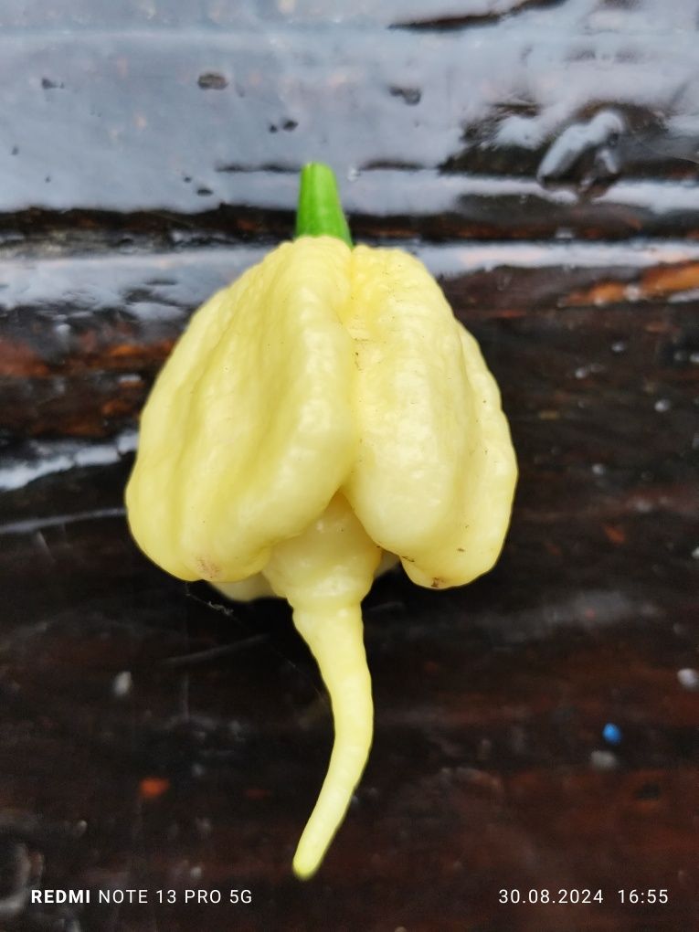 Насіння надгострого перцю  Carolina Reaper 12 шт.