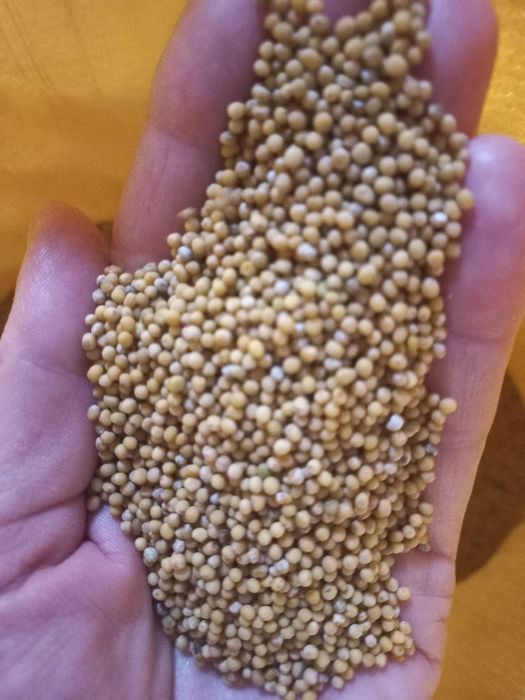 Sprzedam Gorczycę białą