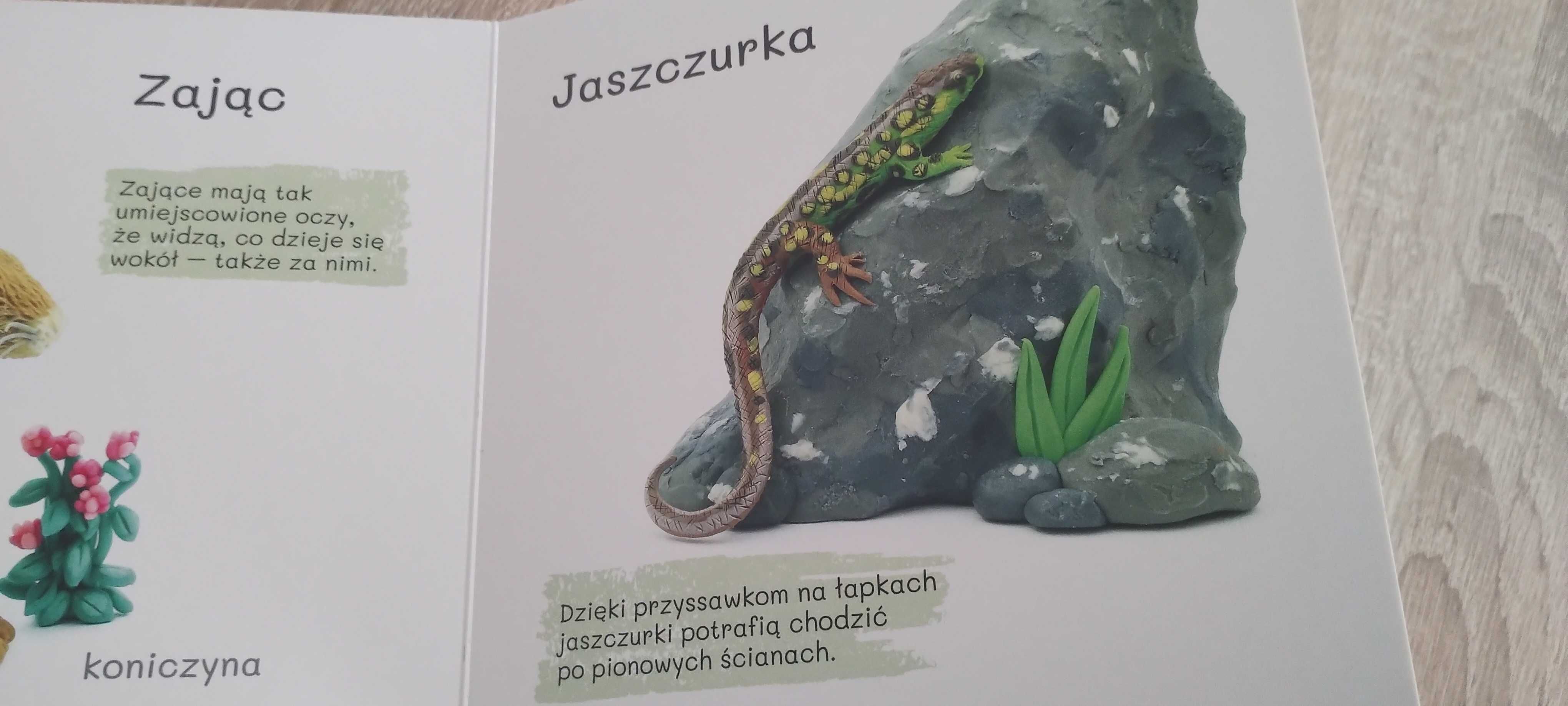 Książeczka Łąka Plastelinowa Akademia