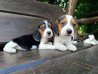 Szczenię Beagle trzy kolorowe