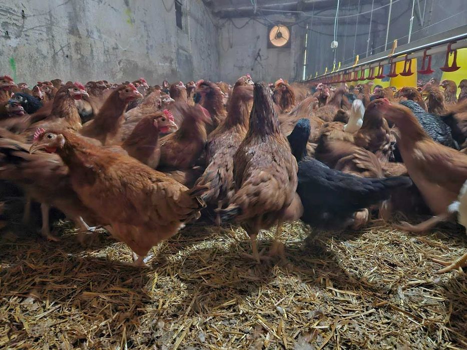 KURKI nioski kokoszki nioski odchowane rasy ROSA dowóz gratis