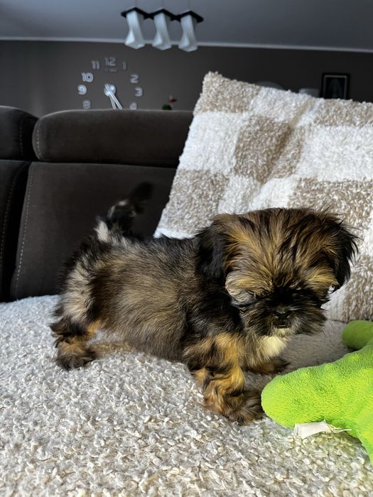 Piękny Piesek Shih Tzu Gotowy Do Odbioru