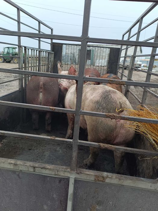 Продам свиней живой вагой