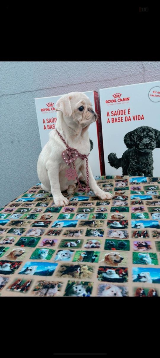 Pug femea branca