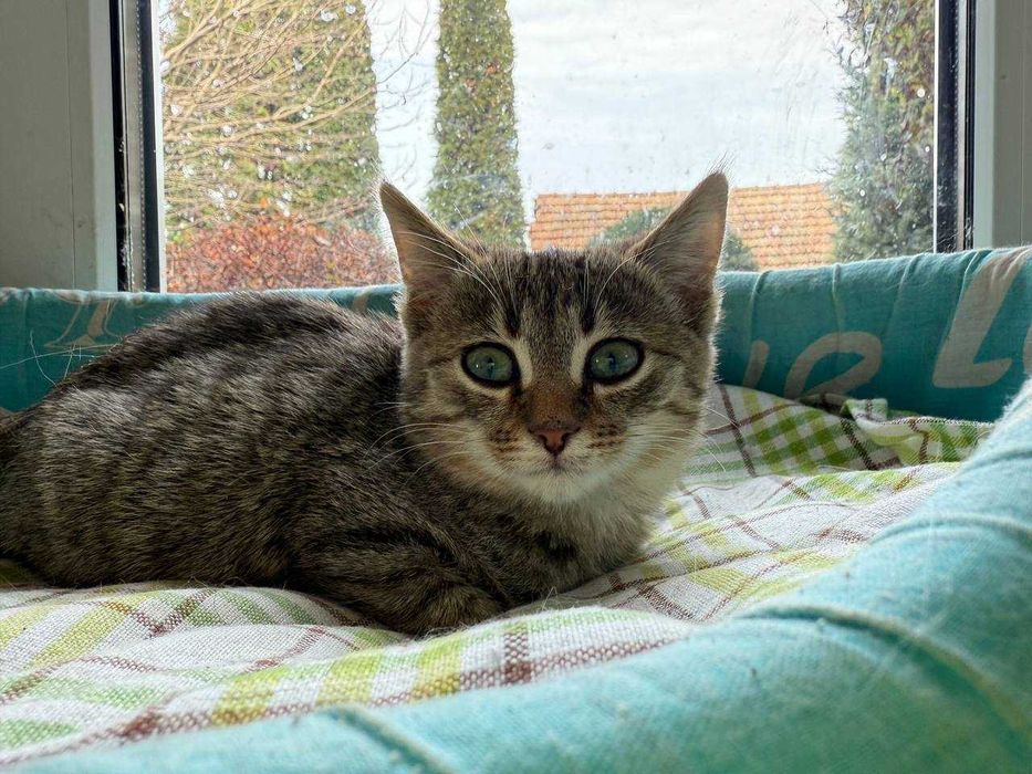 найніжніше та найсміливіше кошеня,киця 2 місяці дуже потішна