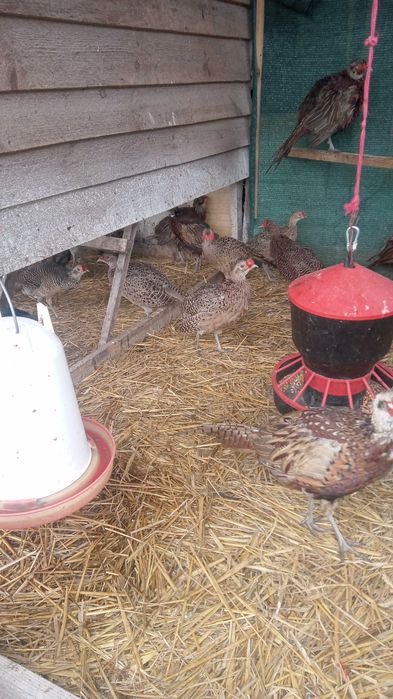 Bażanty łowne - młode