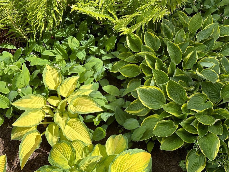 Funkia Hosta 'First Frost' W DONICZCE 2.0L Żółte brzegi, liście