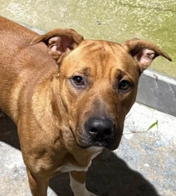 Este lindo menino é um pittbull cruzado com labradora tem 10 meses