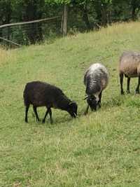 Owce  wrzosówki jagnięta