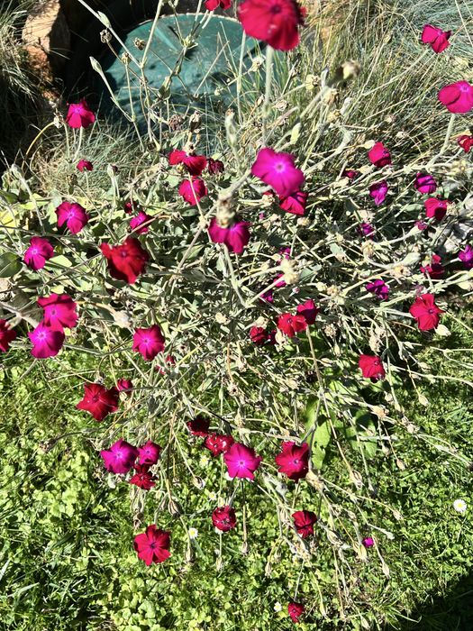 firletka, niechyłek, trawa niebieska kostrzewa