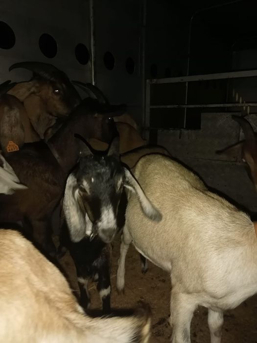 Cabras e chibas Anglo-Nubiana