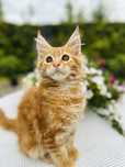 Kocięta Maine Coon