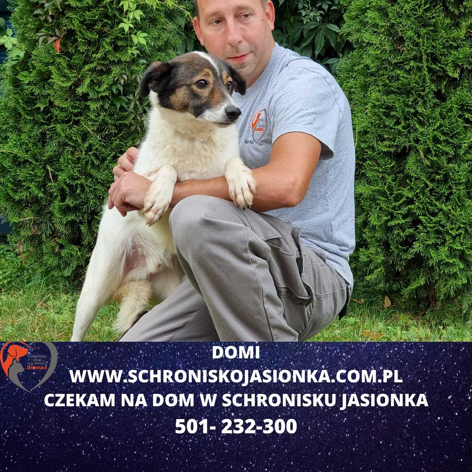 Domi w schronisku jasionka