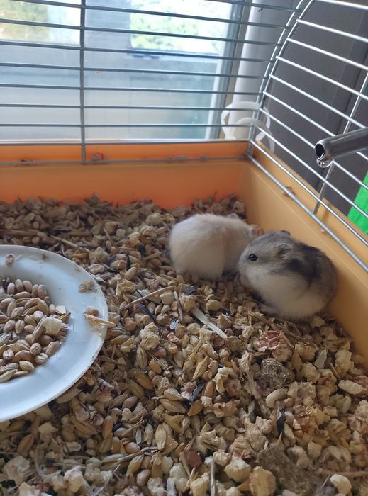 Джунгарские хомячки