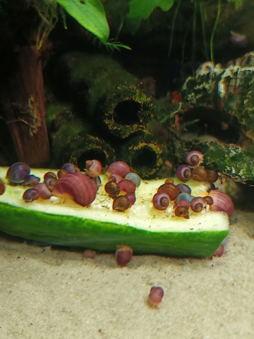 Ślimaki akwariowe fioletowe, różowe i błękitne