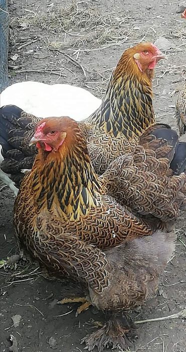 crem legbar, brahama perdiz, aurecanas,sedosas, polacos,