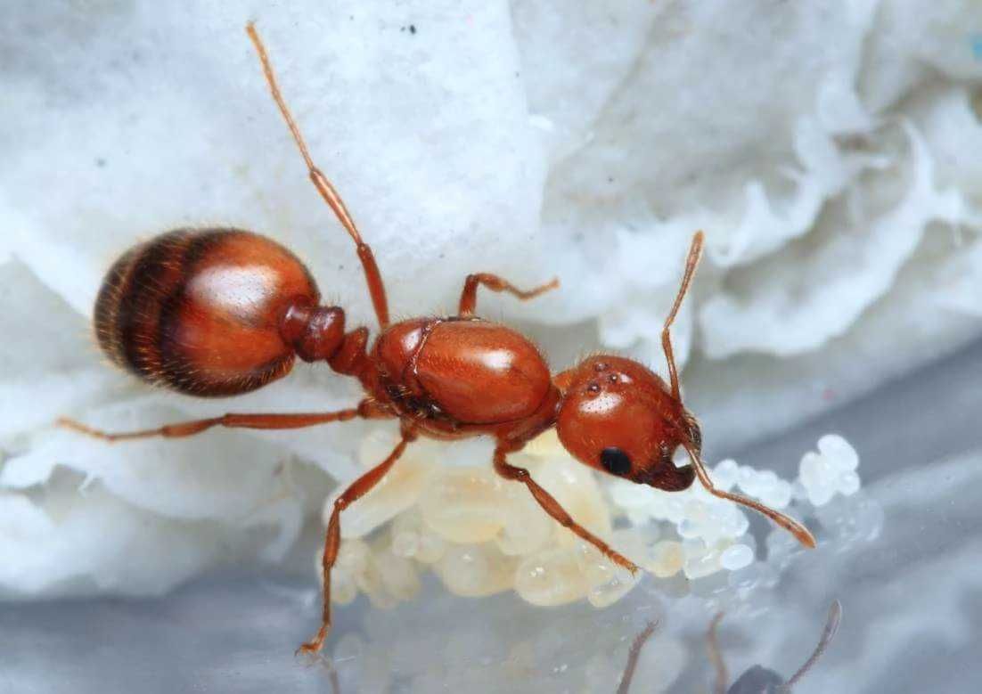 Solenopsis sp. z Ameryki Południowej