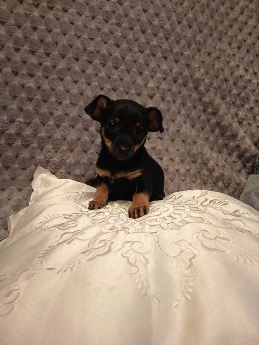 Suczka pinczer miniaturka