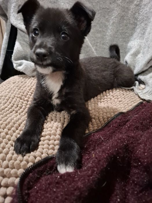 Собачка в добрі ручки