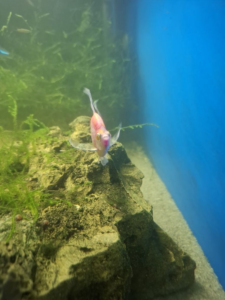 Rybka Tetra różowa