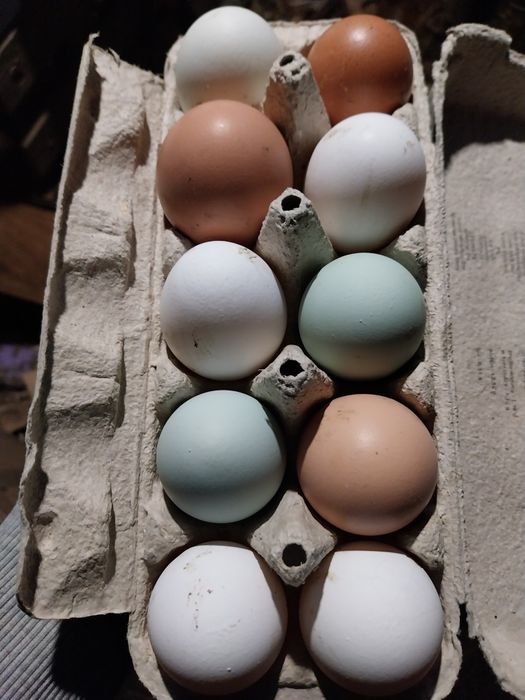 Jajka z wolnego wybiegu