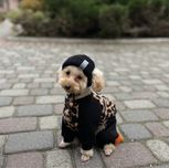 Шапка біні для песиків