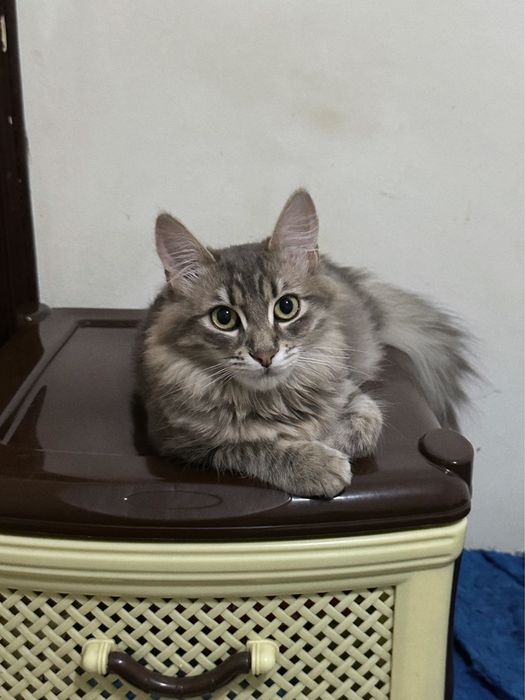 Кошеня Скай шукає новий дім