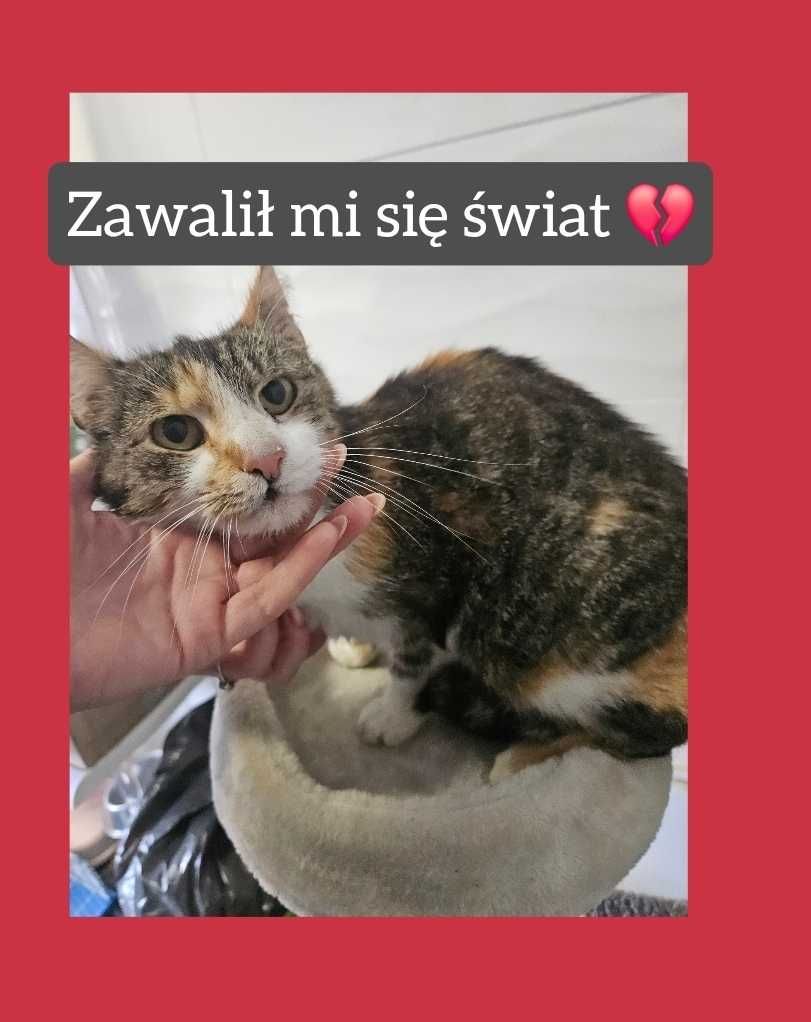 SOS! ZUZIA – najkochańsza kotka straciła WSZYSTKO. JEST ŹLE
