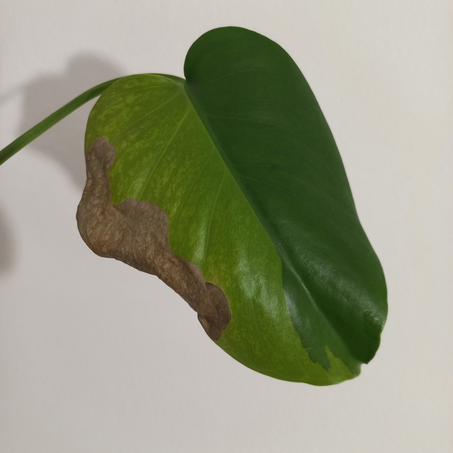 Monstera Green on Green GOG variegata