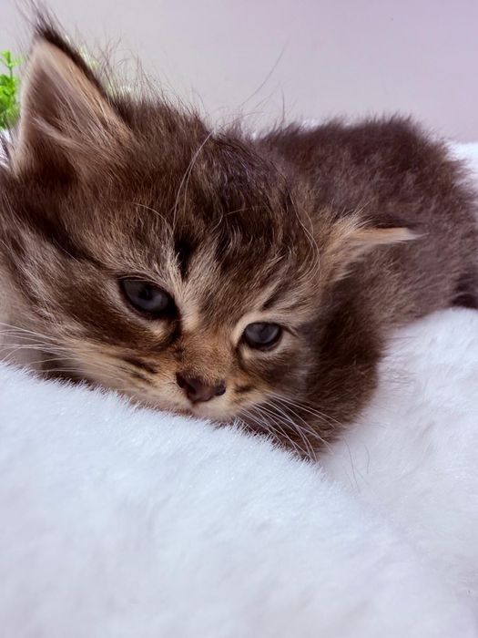 Catinhos Procurando família