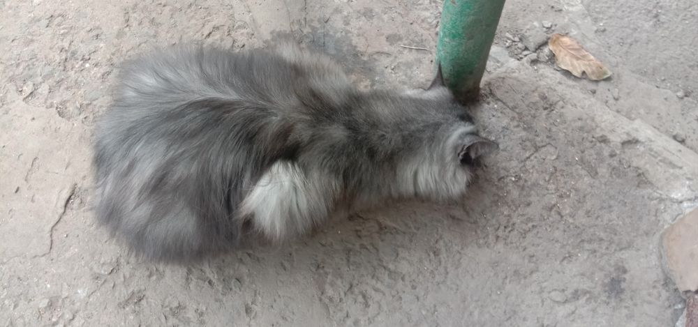 Кошечка Поли бесплатно. Кошка. Котята даром. Котенок