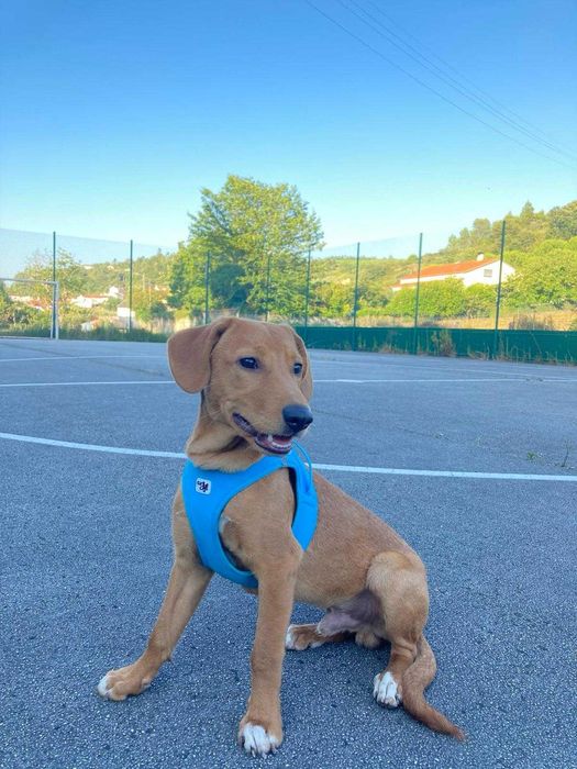 Pet Sitter / Dog Walker - Cuidadora de cães