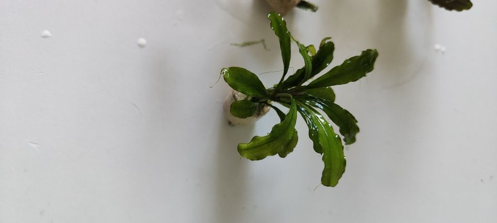 Bucephalandra 6 sztuk - piekny zestaw