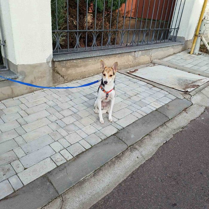 Микка мелкая собачка