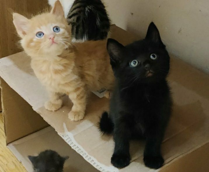 Отдам рыжего котёнка, мальчик, чёрного котенка, девочка, 1,5 месяца