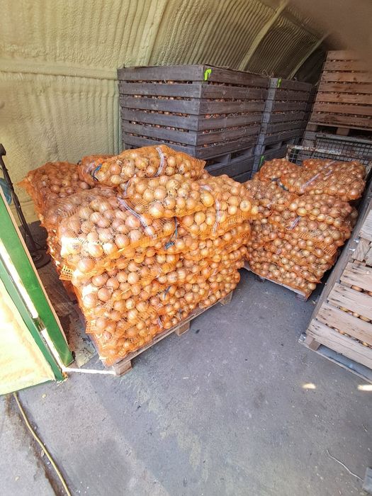 Cebula hurt lub detal