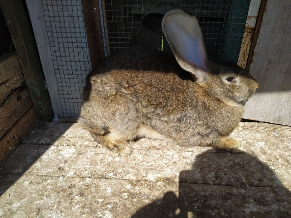 Królik samica  roczna