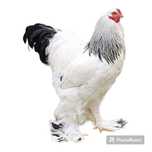 Ovos férteis, Brahmas, Jersey, Índio, Araucana e outros